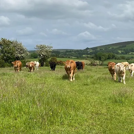 Yellow Heights Tinahely